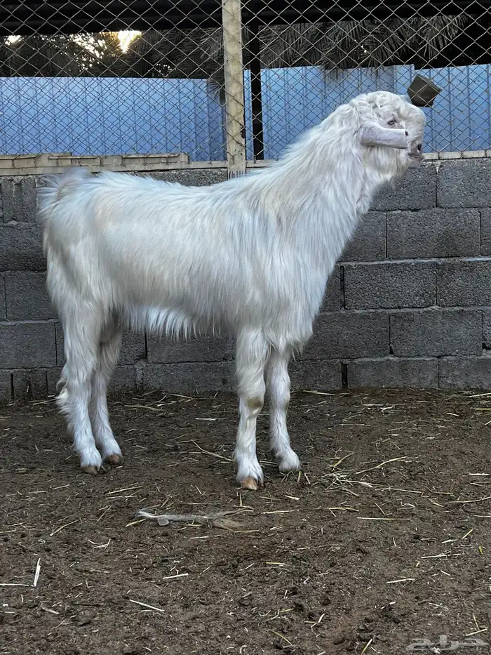 تيس فحل شامي ابيض 0