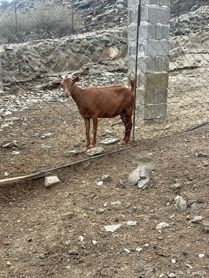 ( غنم )ماعز جنوبي 0