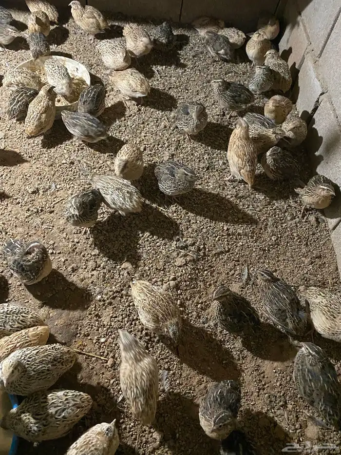 سمان   لحم ب 15 الزوج   تربيه ب 10 الزوج . 0