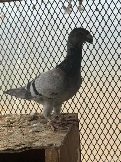 زوج هومر قرزل 1