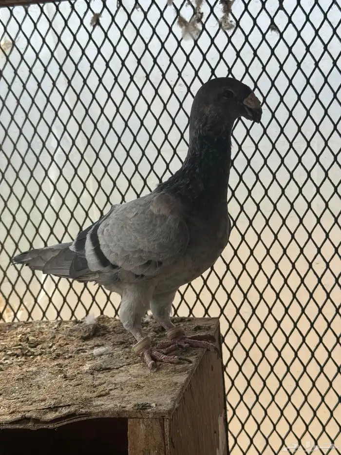 زوج هومر قرزل 1