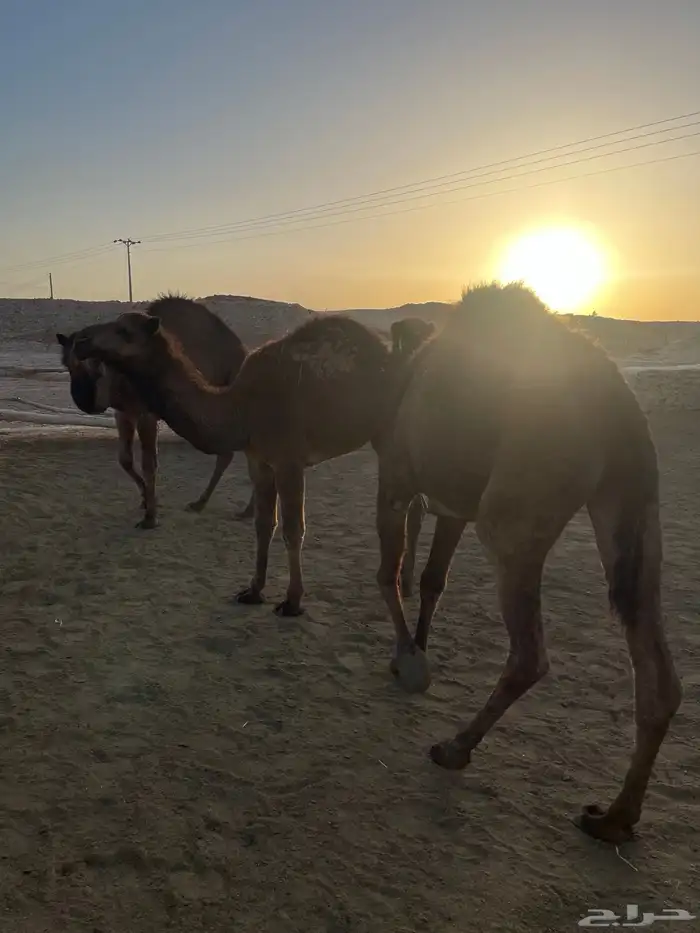 بكار طيبات مقنوي مفروده 2حقايق ولقية 4