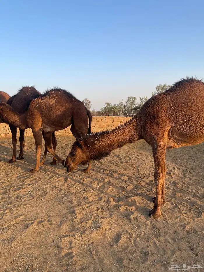 بكار طيبات مقنوي مفروده 2حقايق ولقية 5