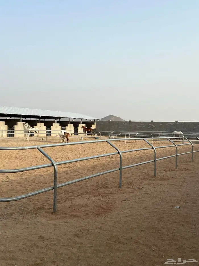 اسطبل الخيل العربيه الاصيله 2