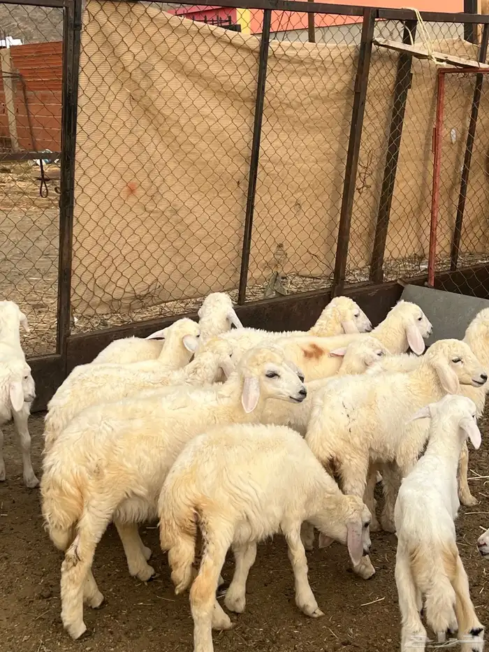 طليان ورخال 2