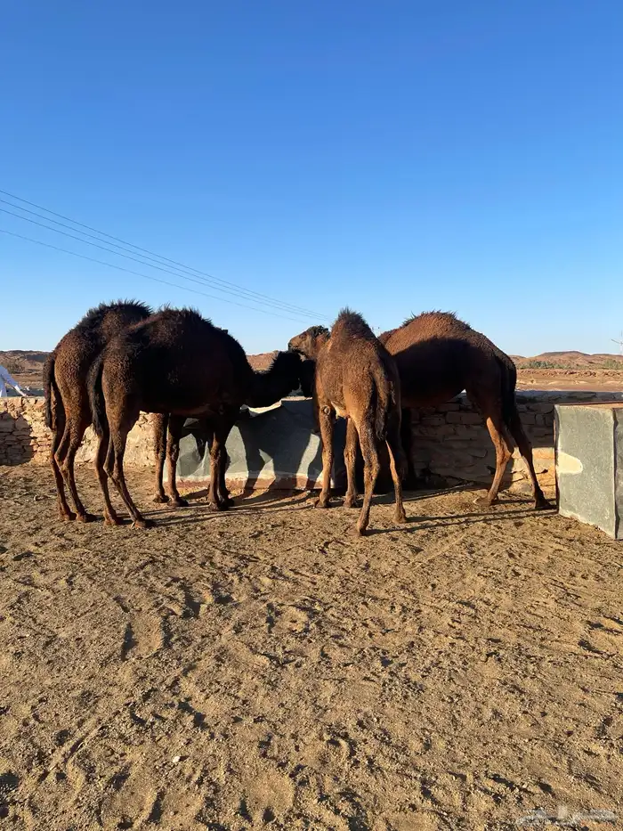 بكار طيبات مقنوي مفروده 2حقايق ولقية 2