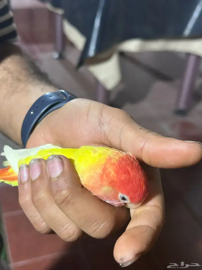 طير روز 3