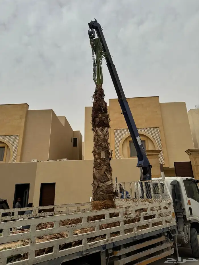 نخل للبيع بجميع أنواعه وتركيب الشبوك 20