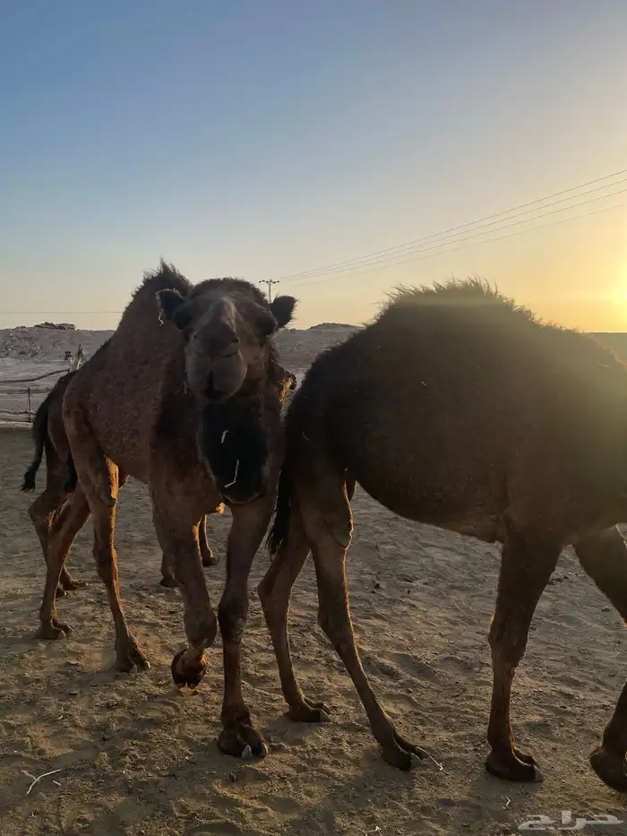 بكار طيبات مقنوي مفروده 2حقايق ولقية 7