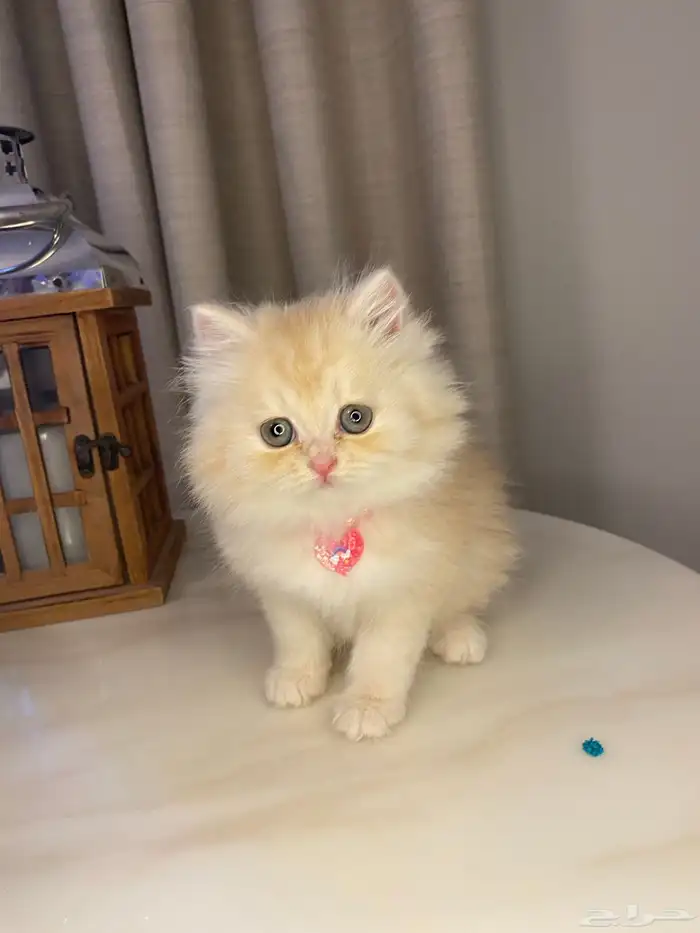 قطط للبيع سكوتش 1