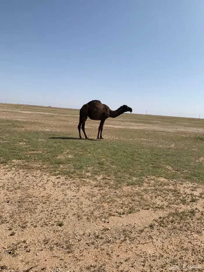 لقيه صفراء 3