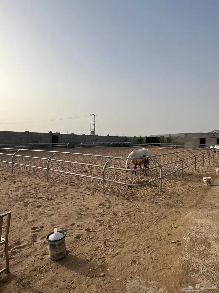 مربط خيل لخدمات الايواء 3