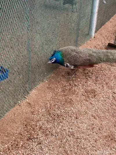 طاووس 5