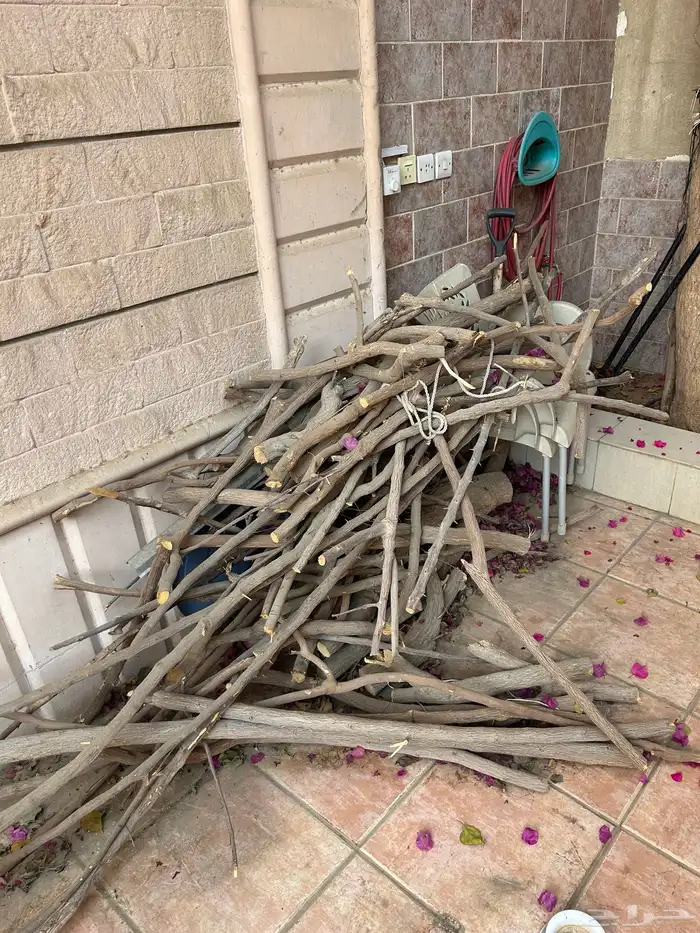 حطب محل ي مستخرج من شجرة الجهنمية 0