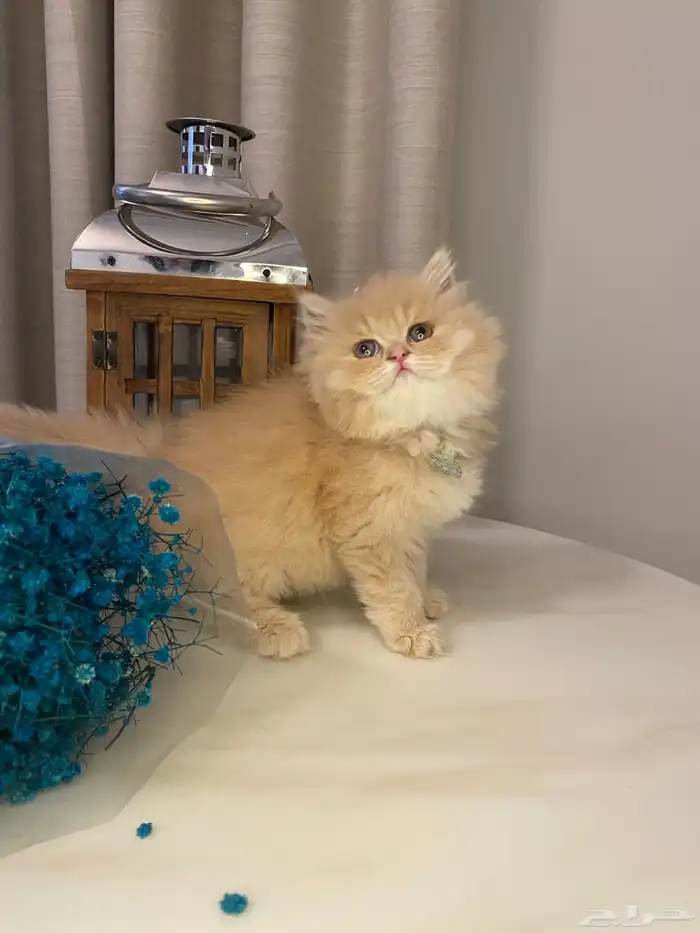 قطط للبيع سكوتش 2