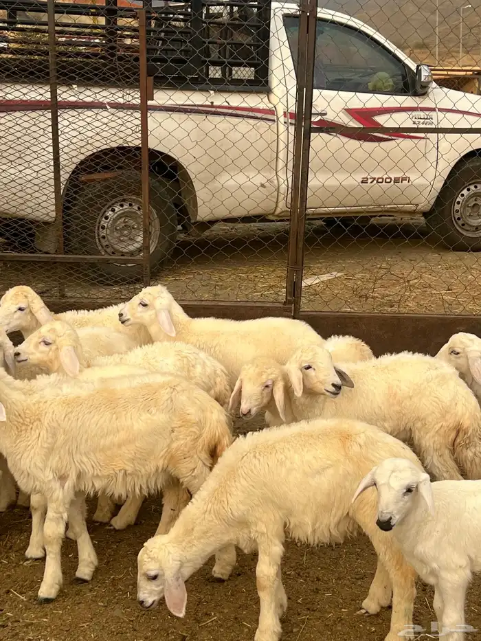طليان ورخال 3
