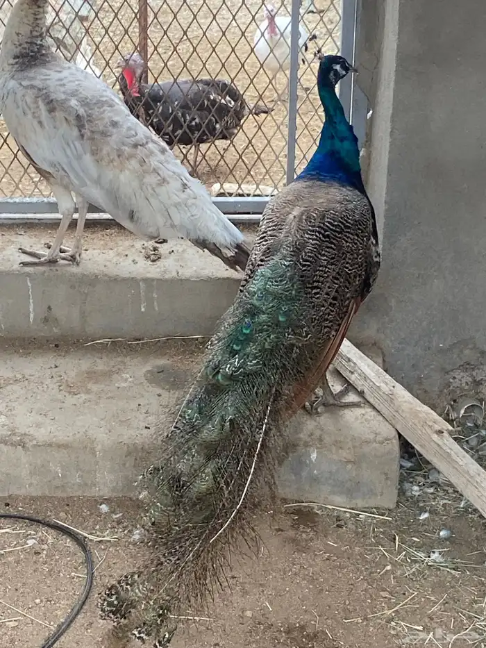 طاووس 6