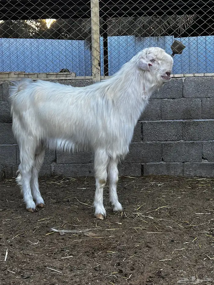 تيس فحل شامي ابيض 1