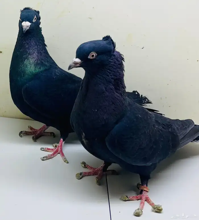 حوز قطايف سود 1