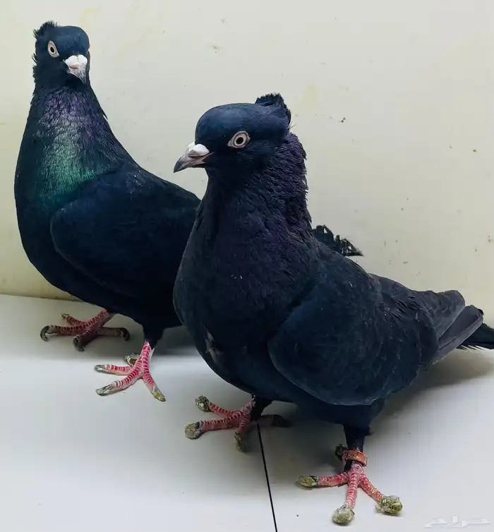 حوز قطايف سود 0