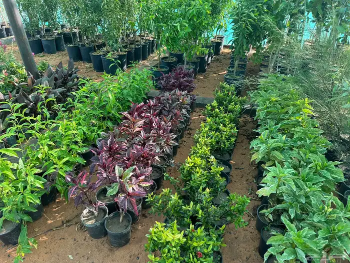 اشجار زينه وظل 0