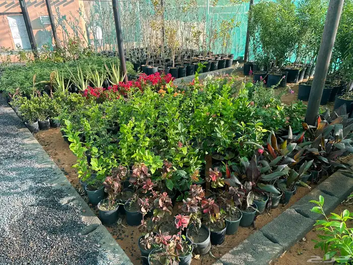 اشجار زينه وظل 1