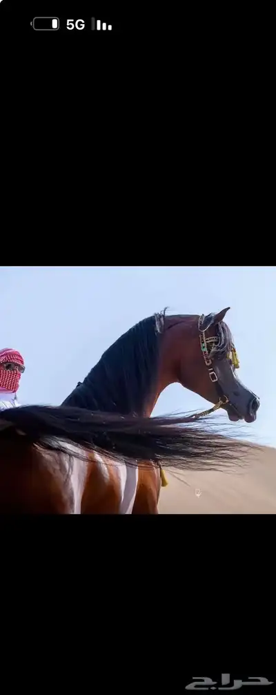 (تم البيع)مهر شو من العيار الثقيل 0