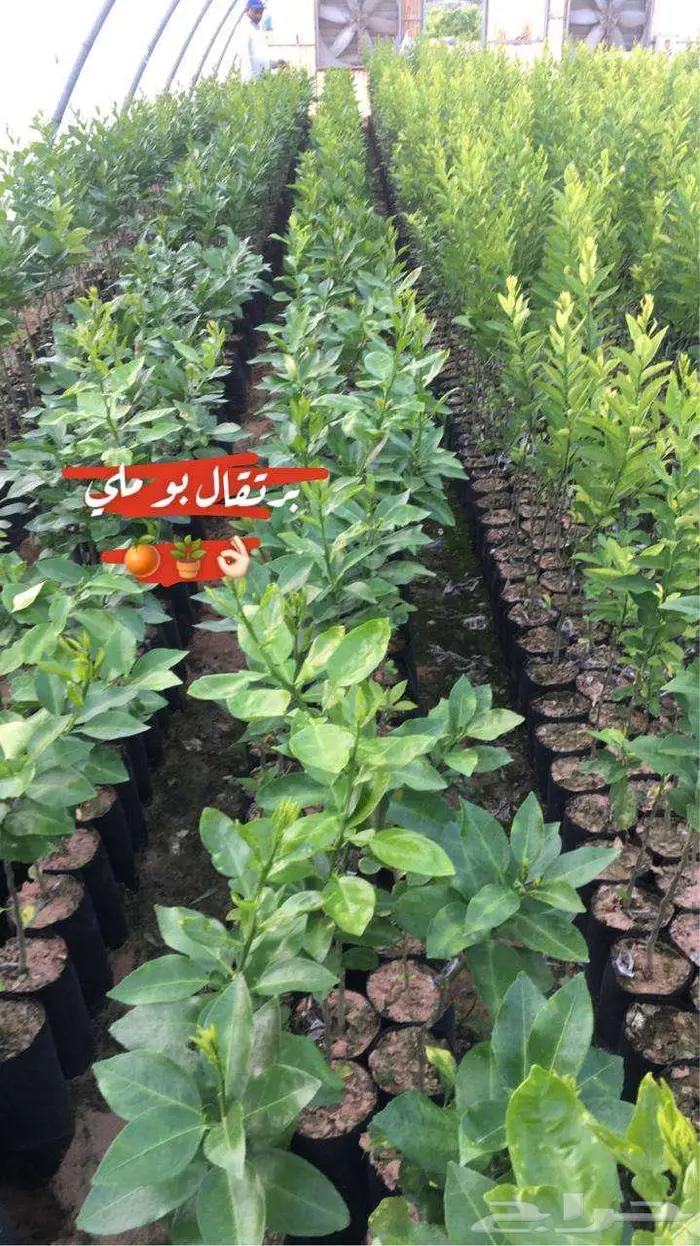 اشجار حمضيات للبيع 12