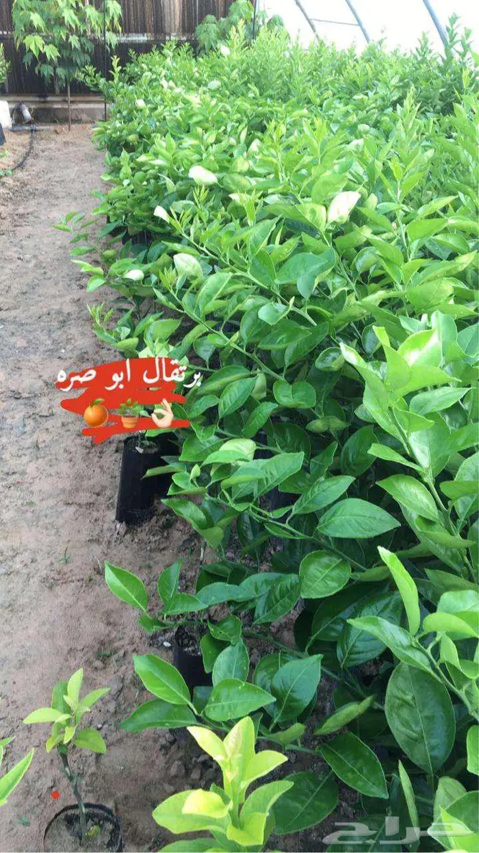 اشجار حمضيات للبيع 13