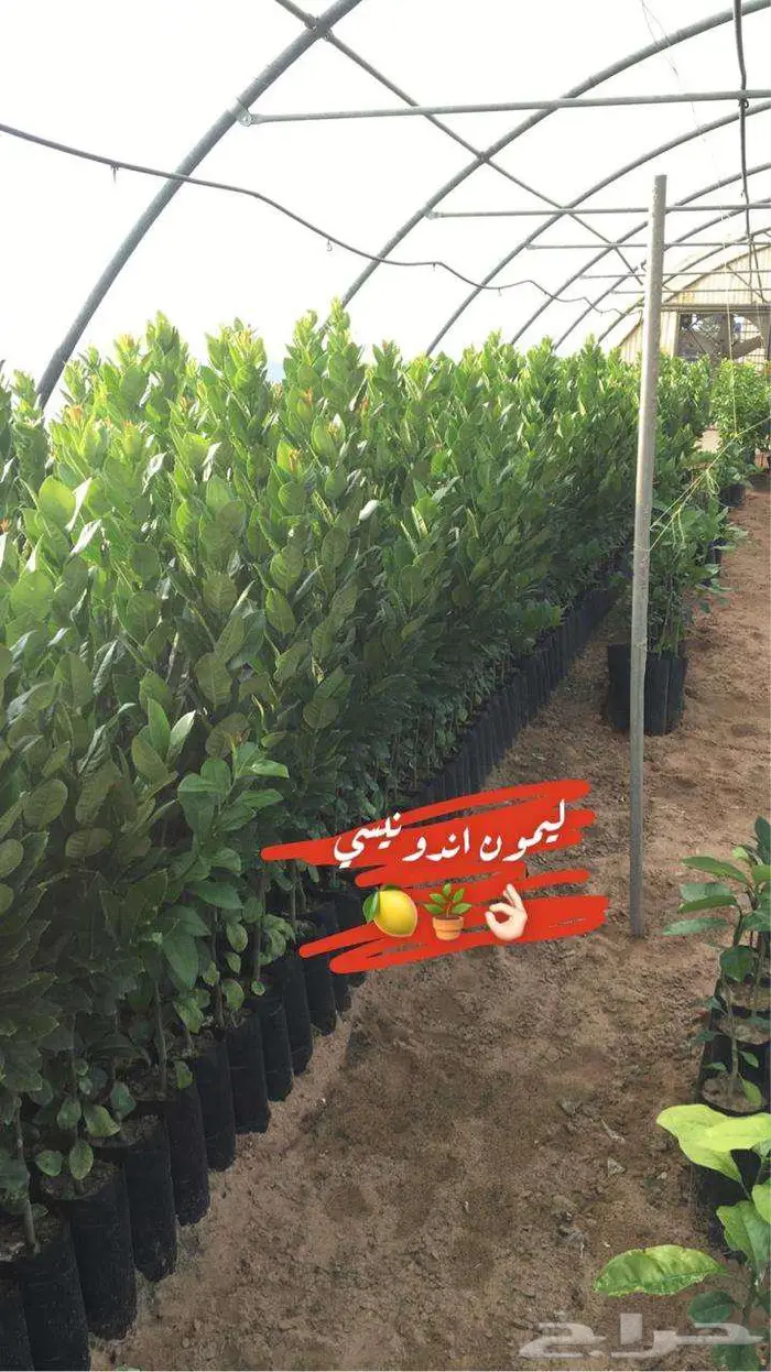 اشجار حمضيات للبيع 27
