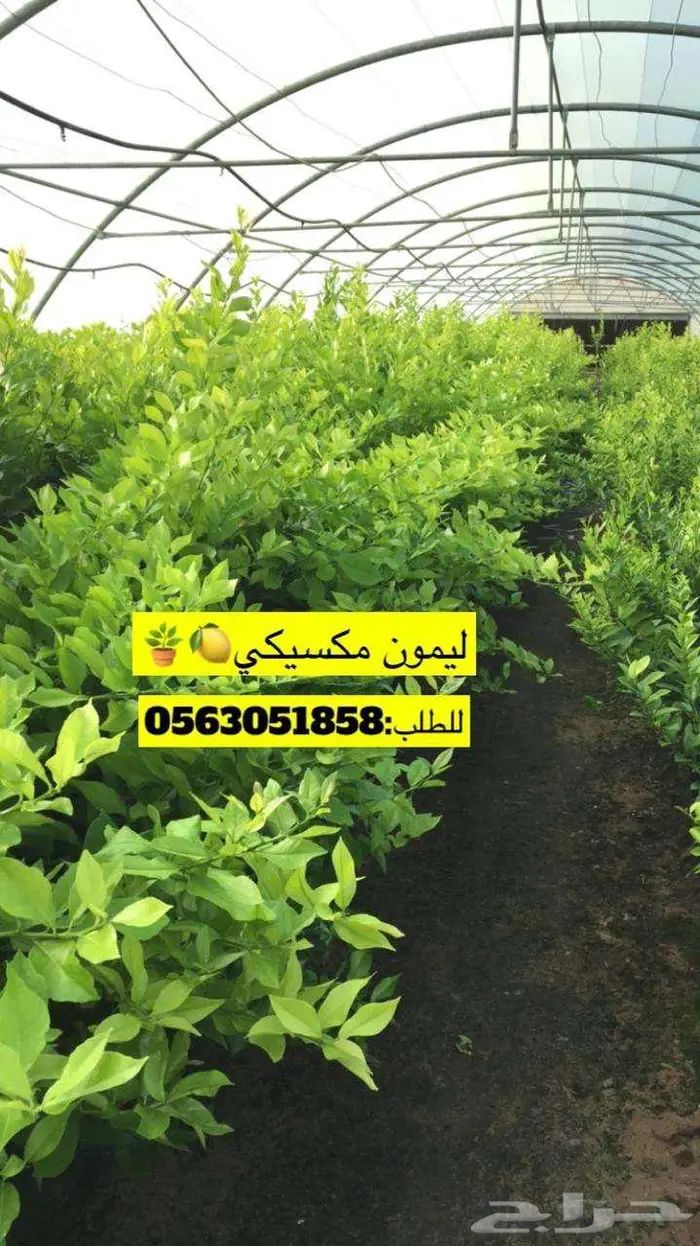 اشجار حمضيات للبيع 21