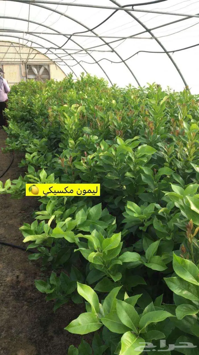 اشجار حمضيات للبيع 10