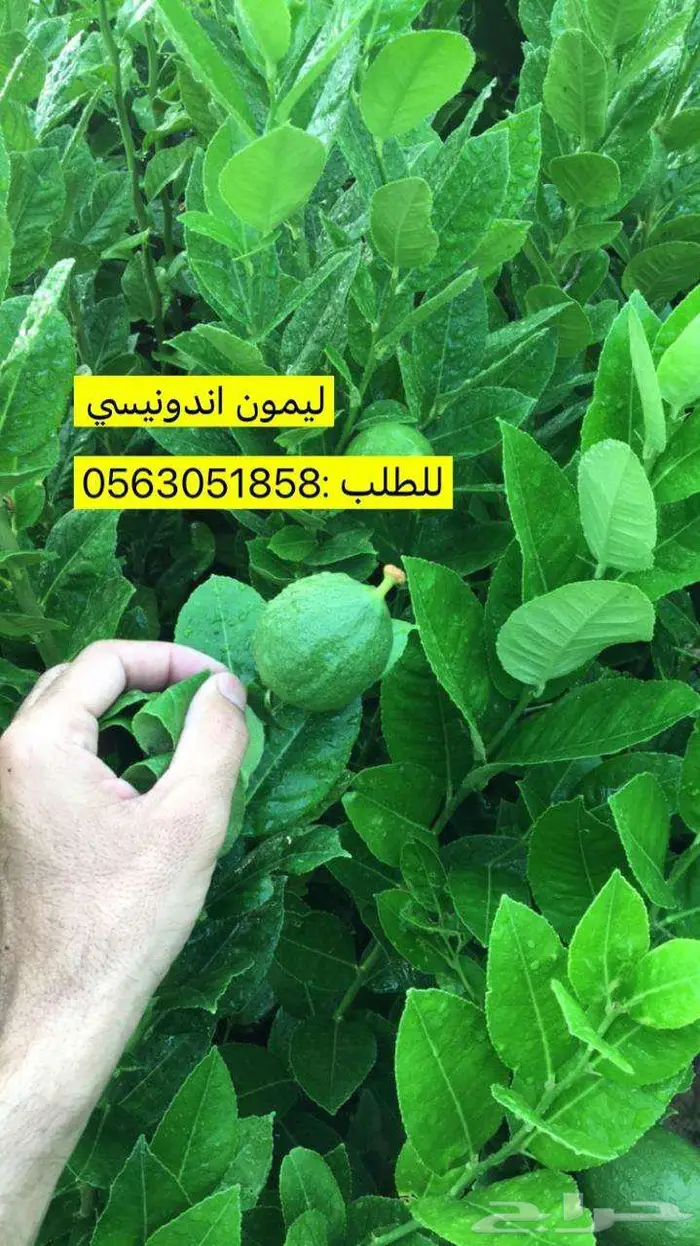 اشجار حمضيات للبيع 20