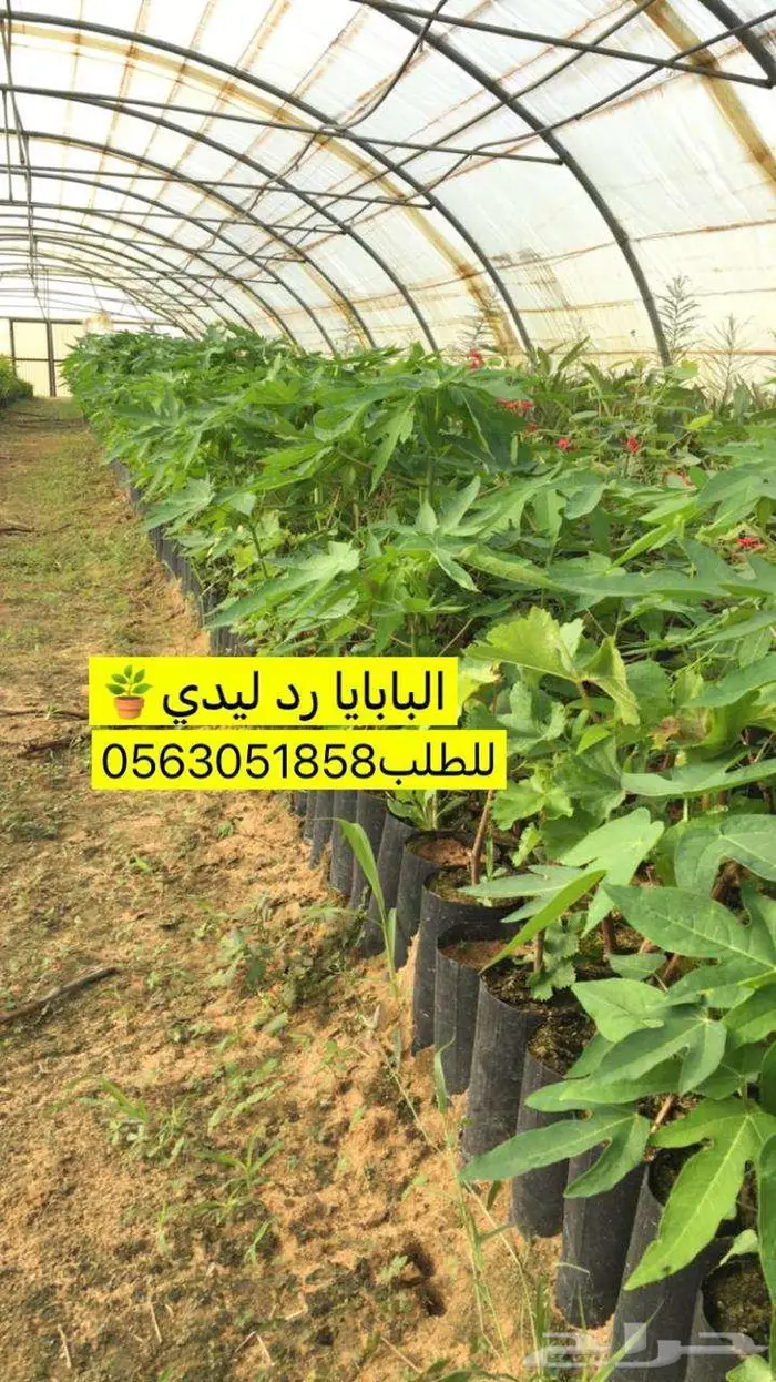 اشجار حمضيات للبيع 6