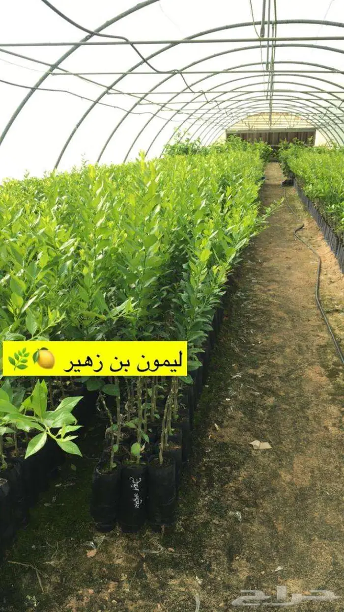 اشجار حمضيات للبيع 2