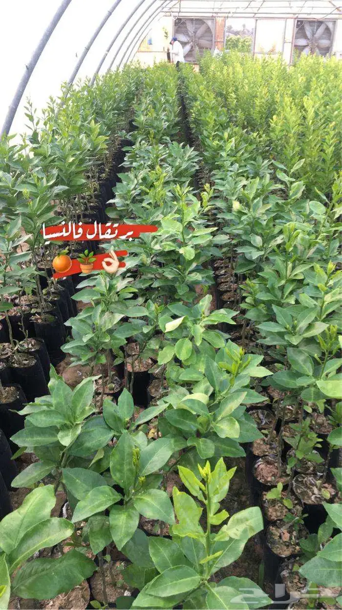 اشجار حمضيات للبيع 4