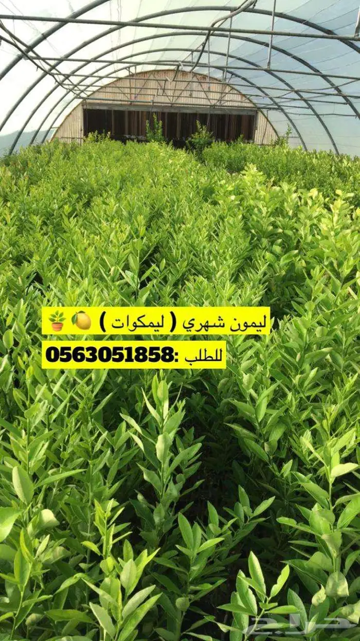 اشجار حمضيات للبيع 1