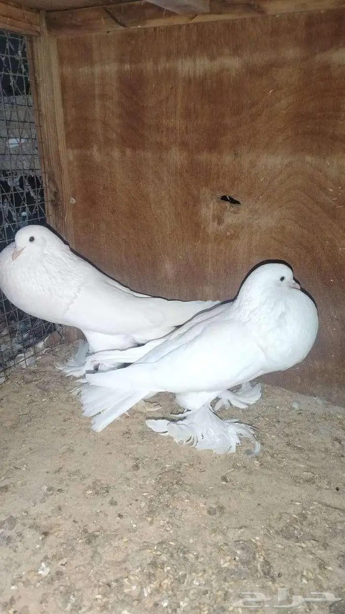 الهفوف 0