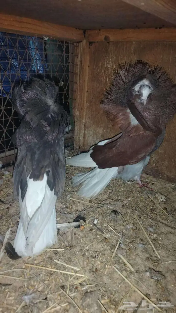 الهفوف 2