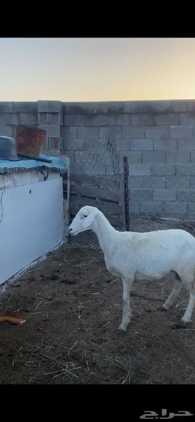تم البيع 1