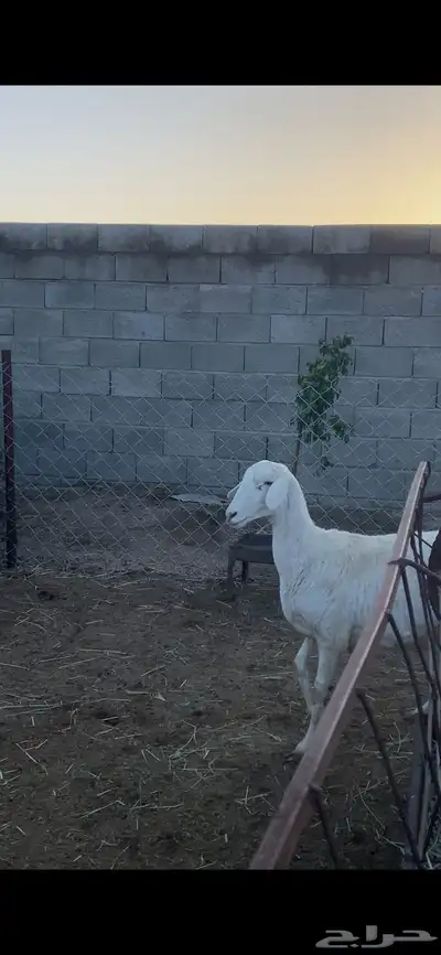 تم البيع 4