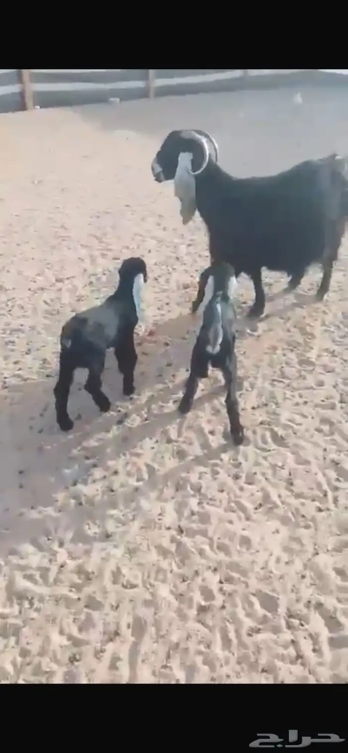 عنز معه تيوس 1