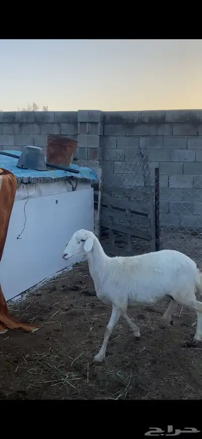 تم البيع 2