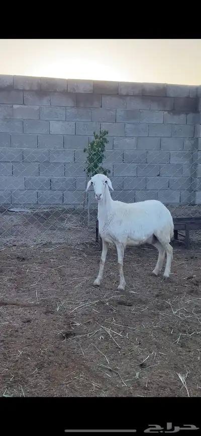 تم البيع 0