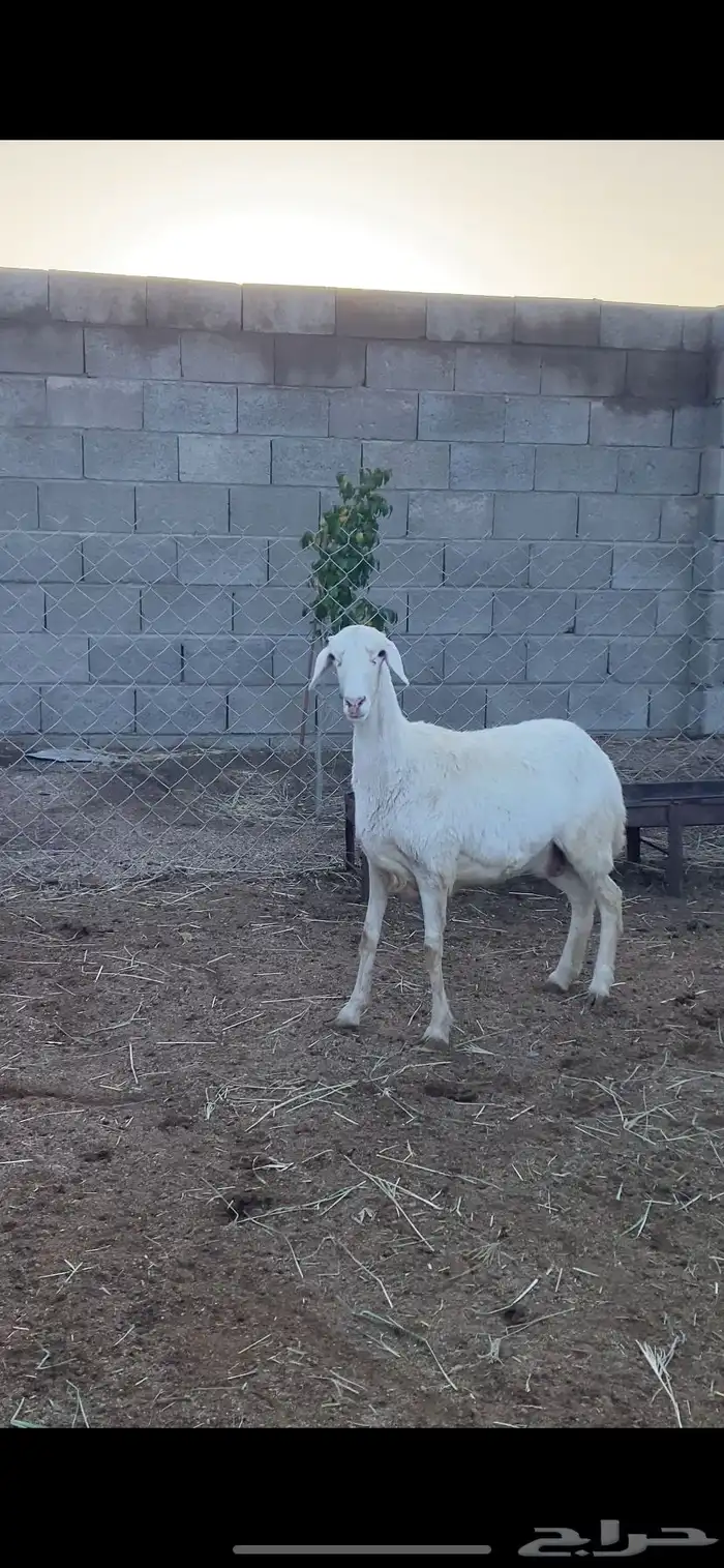 تم البيع 0