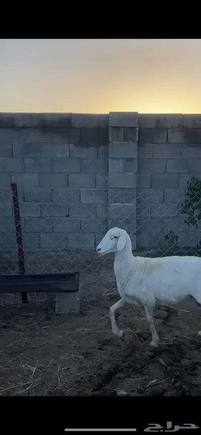تم البيع 3