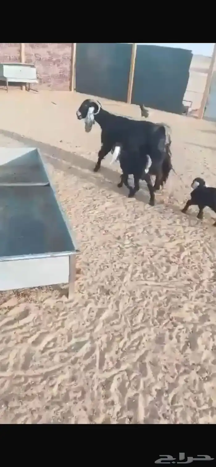 عنز معه تيوس 0