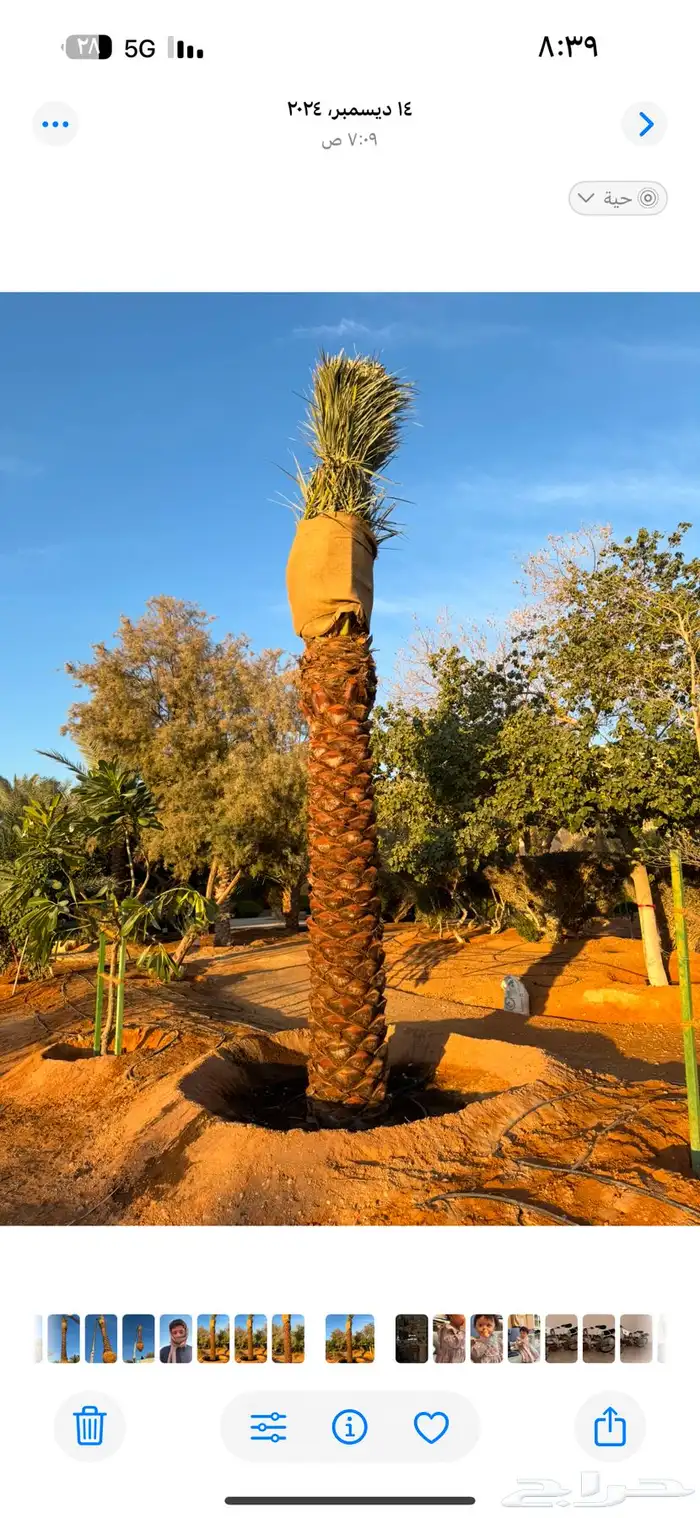 نخل للبيع بجميع أنواعه وتركيب الشبوك 26