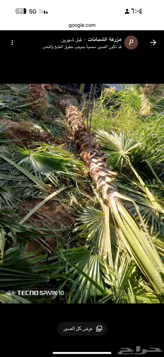 نخل للبيع بجميع أنواعه وتركيب الشبوك 12