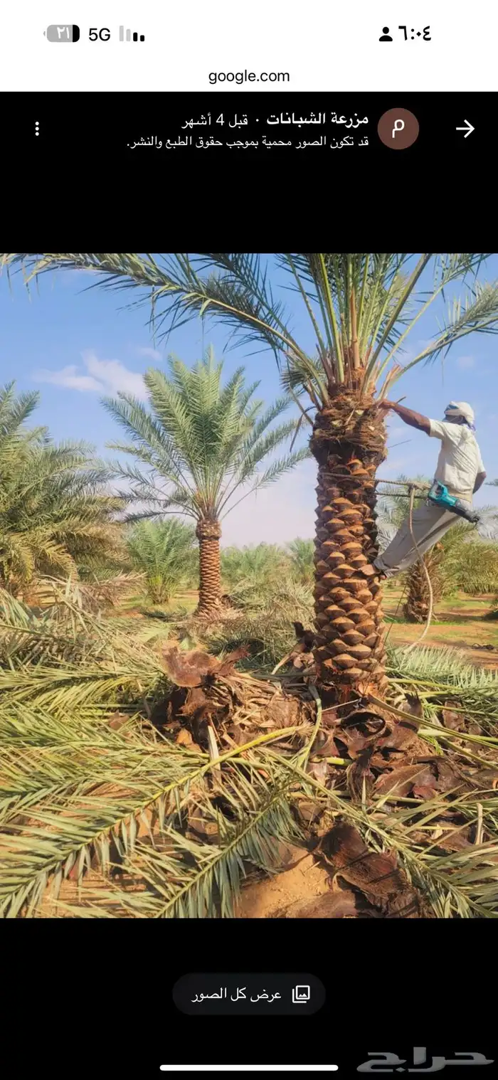 نخل للبيع بجميع أنواعه وتركيب الشبوك 11